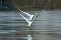 /album/termeszetfotok/kotelek-3-jpg/